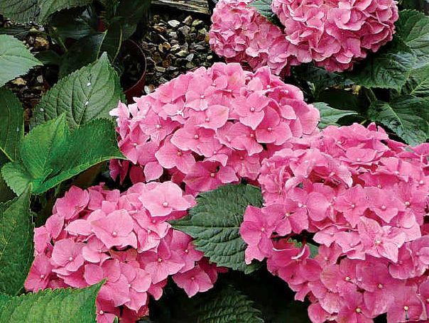 Hydrangeas make beautiful displays. Hydrangeas make beautiful displays.